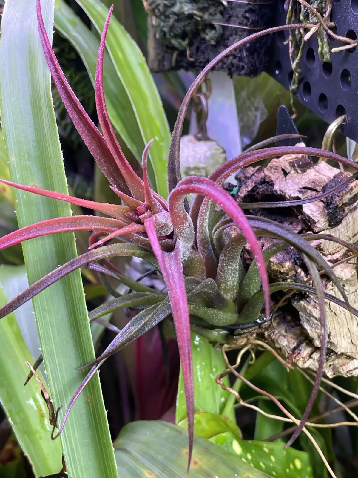 ティランジア　プラシェキー