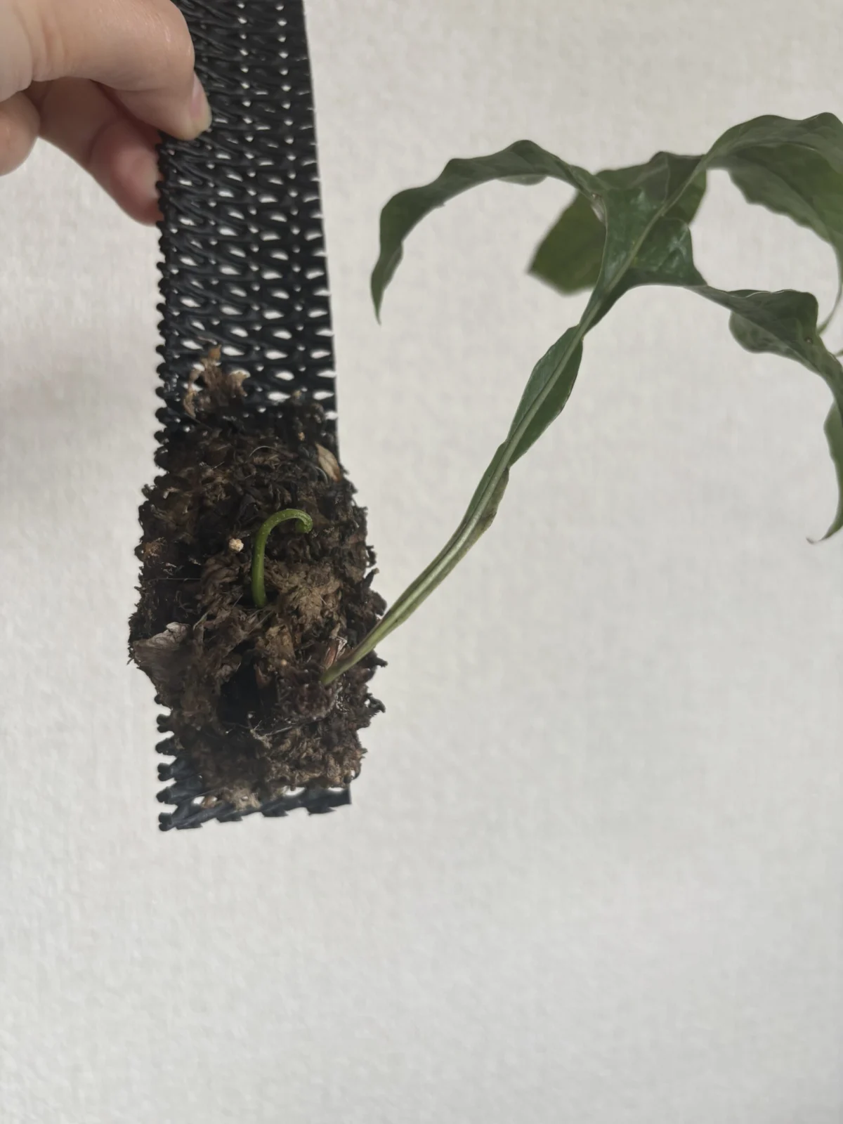 ドリナリアボニー