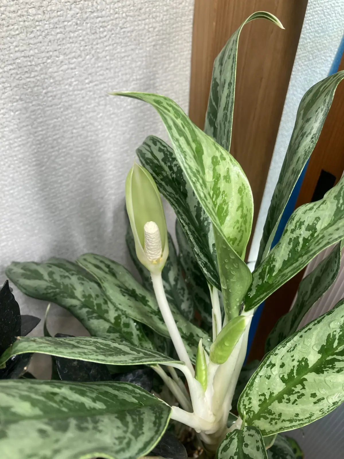 アグラオネマ　ゴースト　花