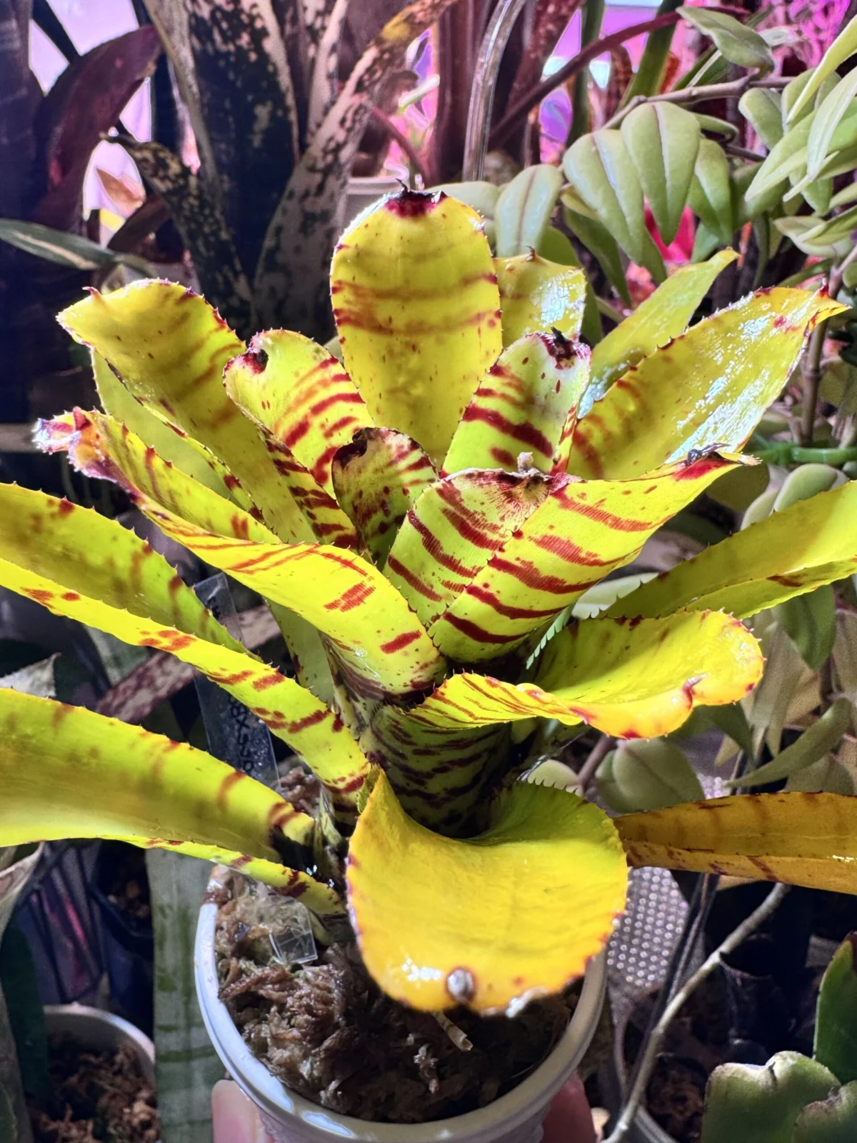 ネオレゲリア　プンクターテ×バイラドラ　螺旋　#3