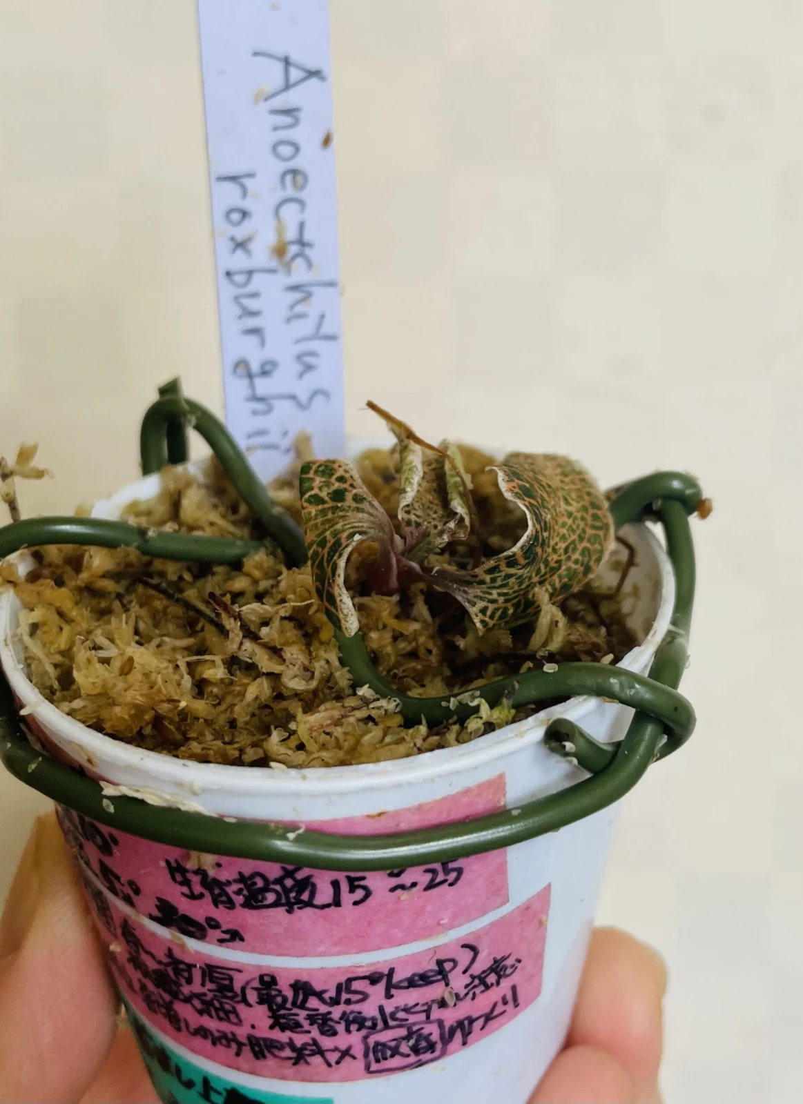 ジュエルオーキッド アネクトキルスロスクバーギー もう一度挿木