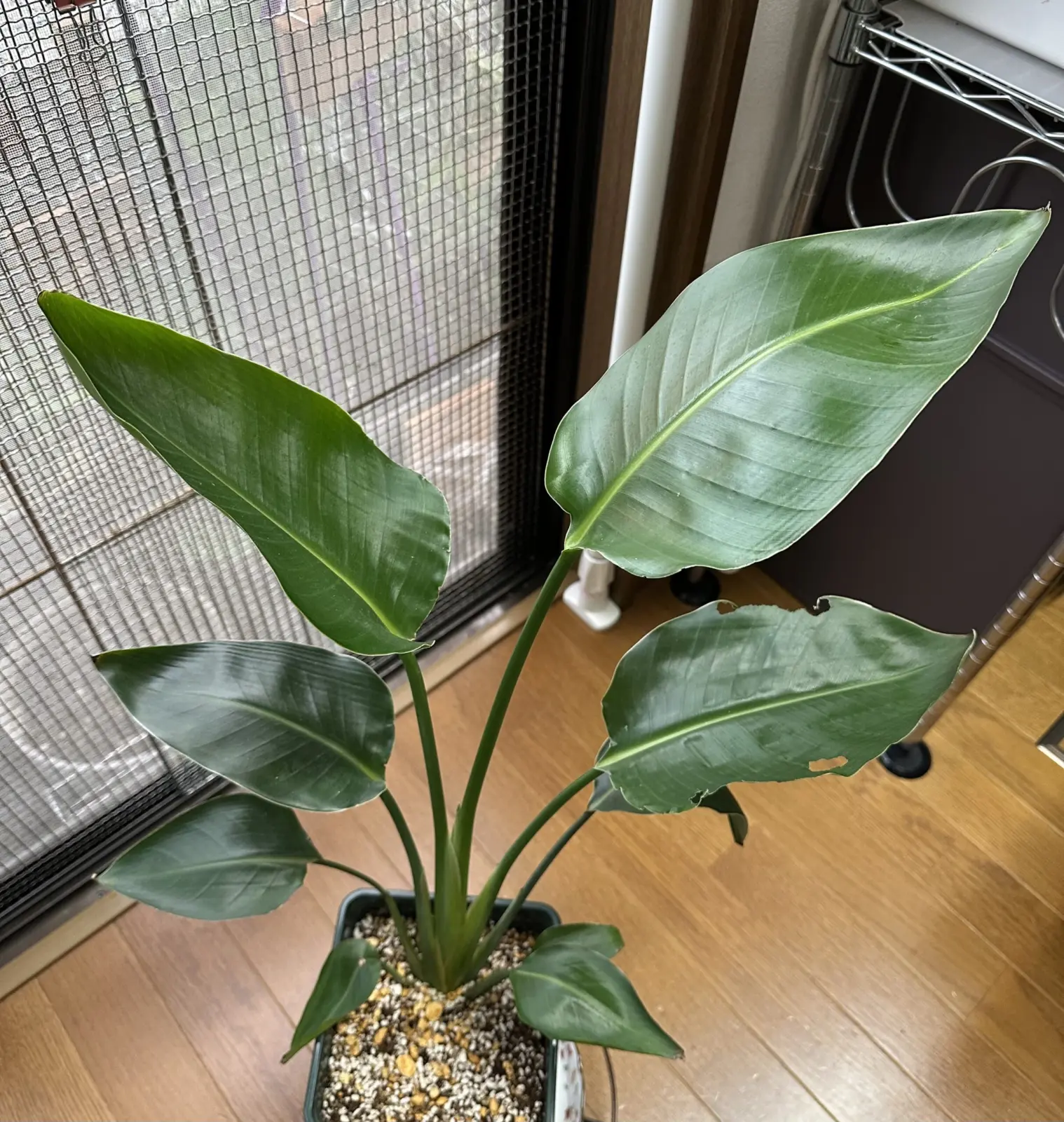 ストレリチア　オーガスタ　食害