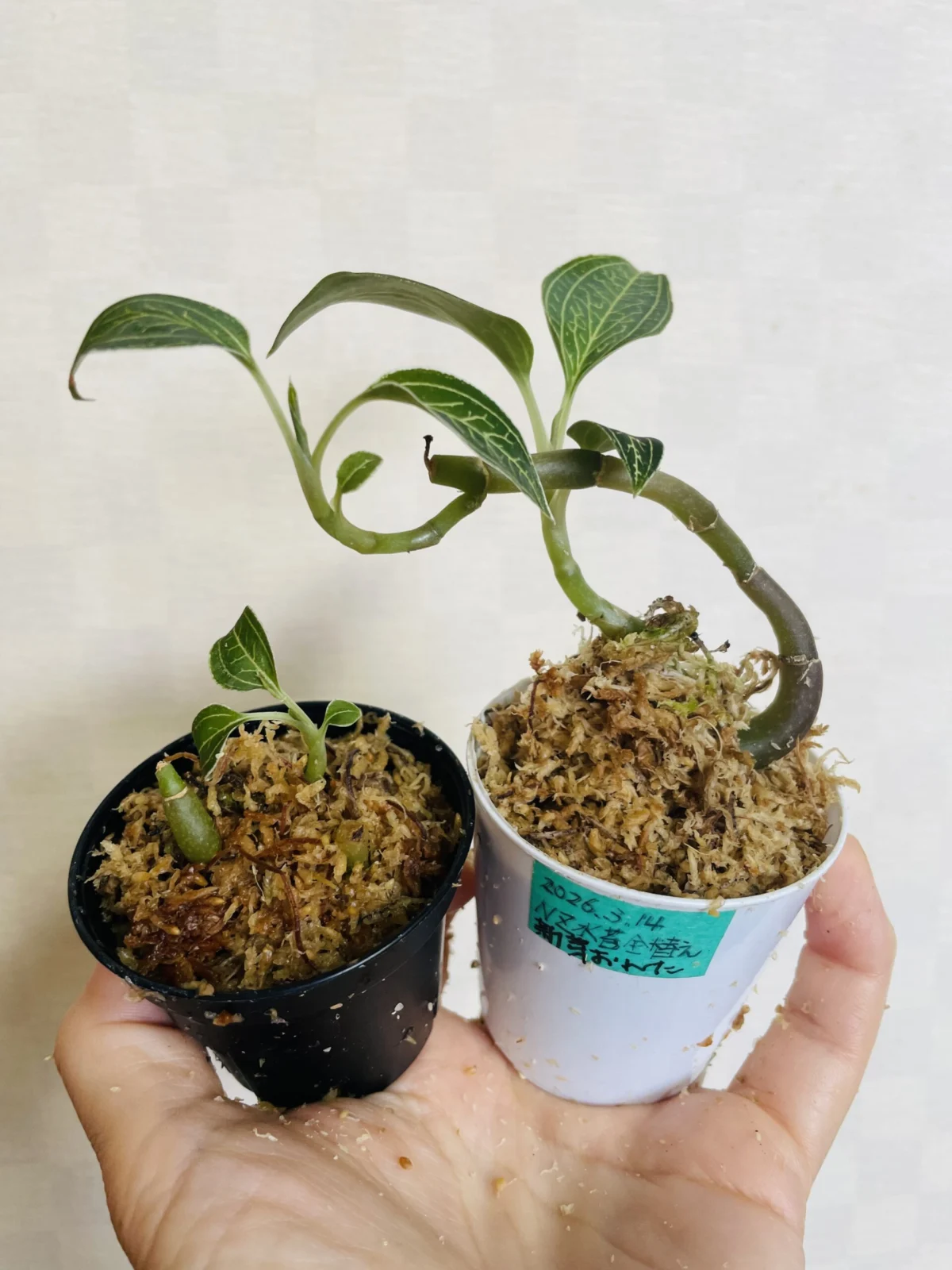 ジュエルオーキッド 立てて植え直す