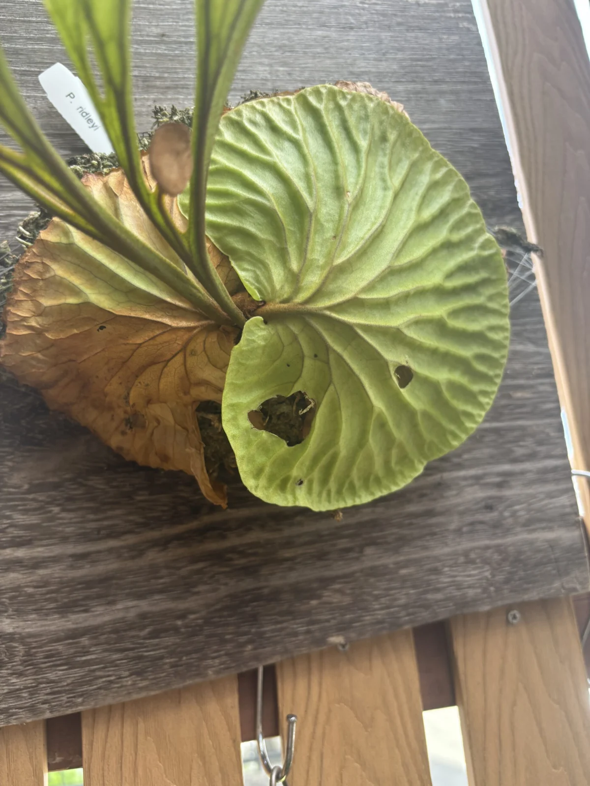 ビカクシダ　リドレイ