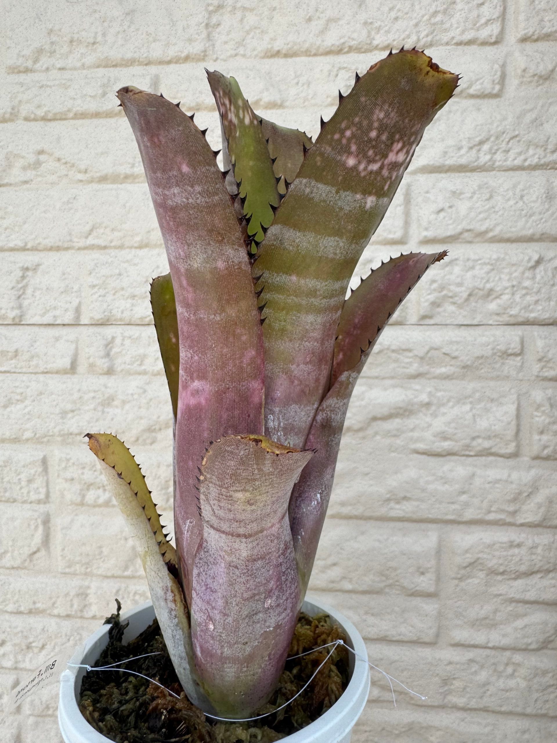 ビルベルギア　フォルトゥナ