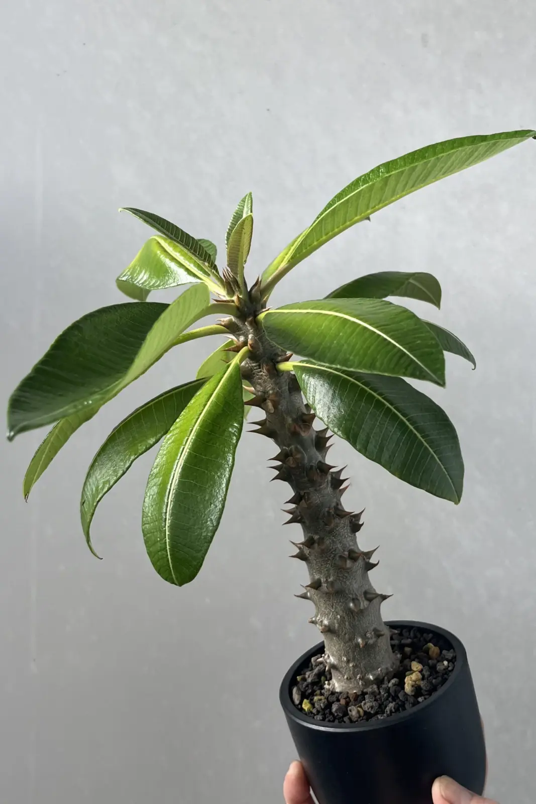 パキポディウム バロニー 塊根植物 コーデックス