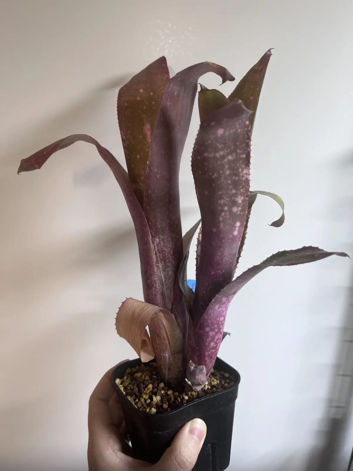 ビルベルギア　ピンクシャンパン