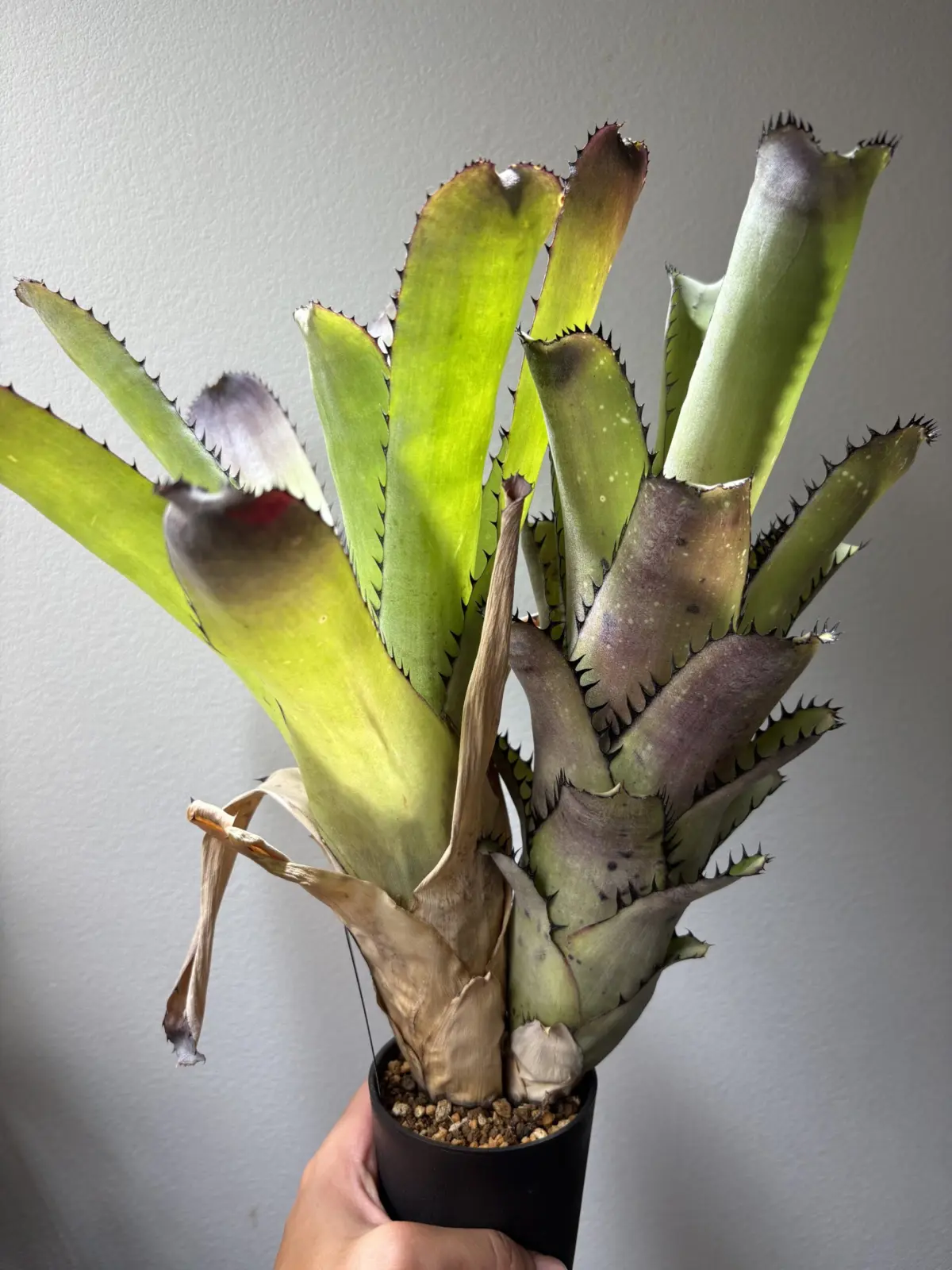 ビルベルギア　サンデリアナ