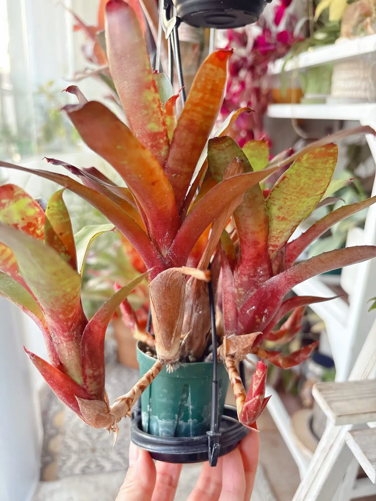 ネオレゲリア リリープー