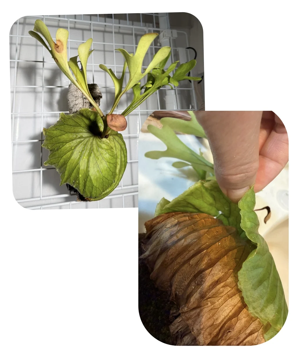 ビカクシダ リドレイ 害虫 カイガラムシ