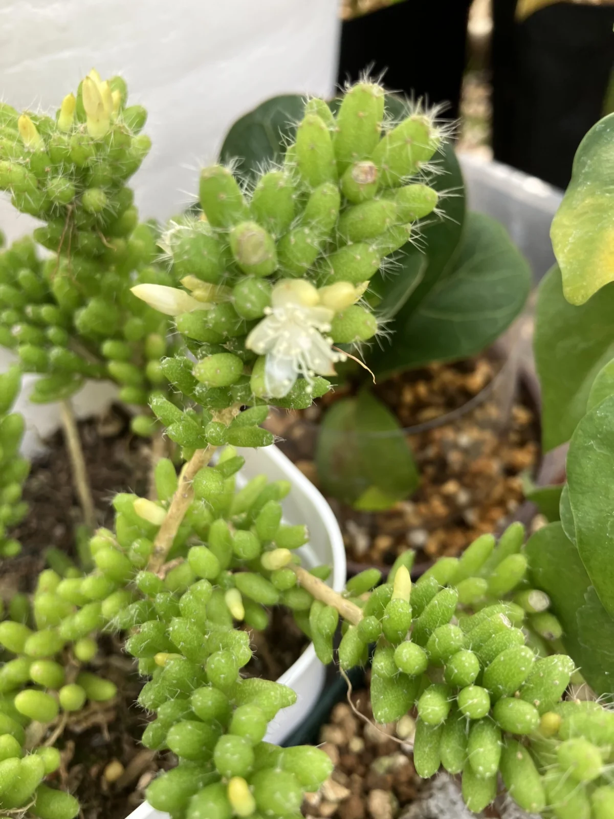 リプサリス　メセンブリアンテモイデス　ホムセン　花