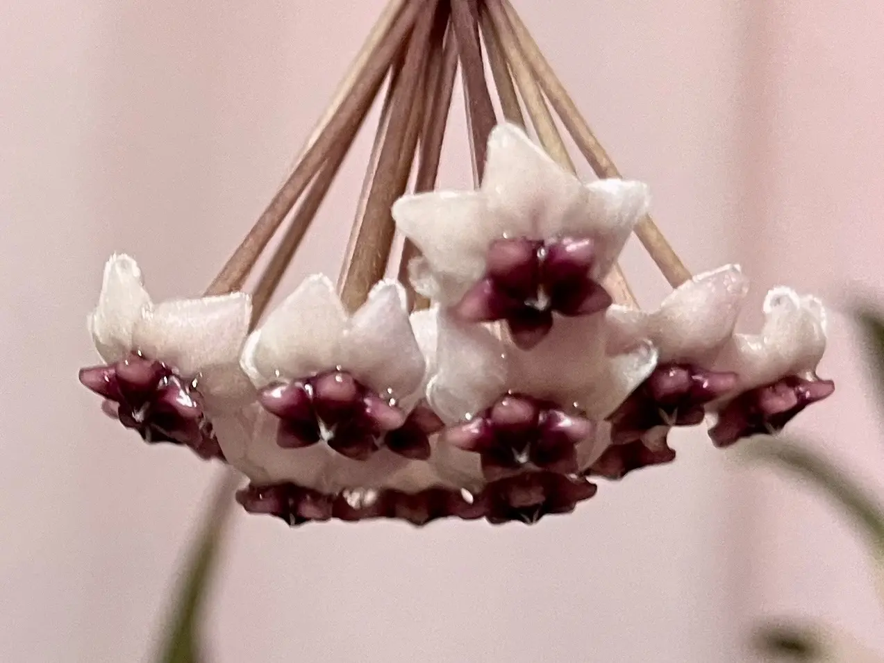 ホヤ　オボバタ　花