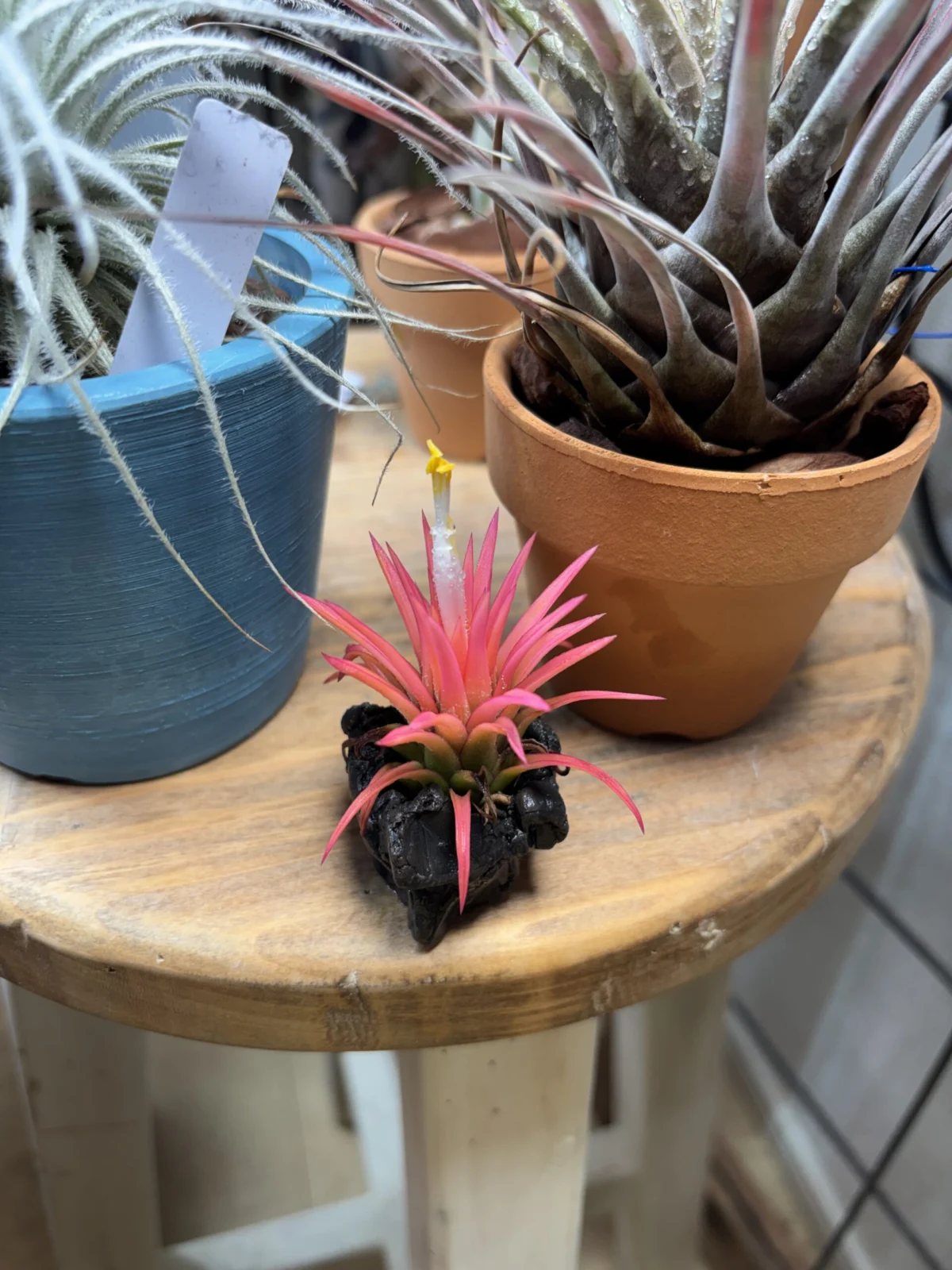 ティランジア イオナンタ オールウェイズピンク