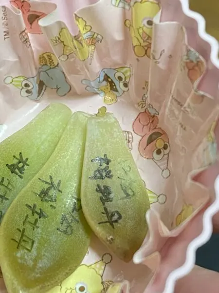 多肉植物 グラプトベリア 桜牡丹 葉挿し その1