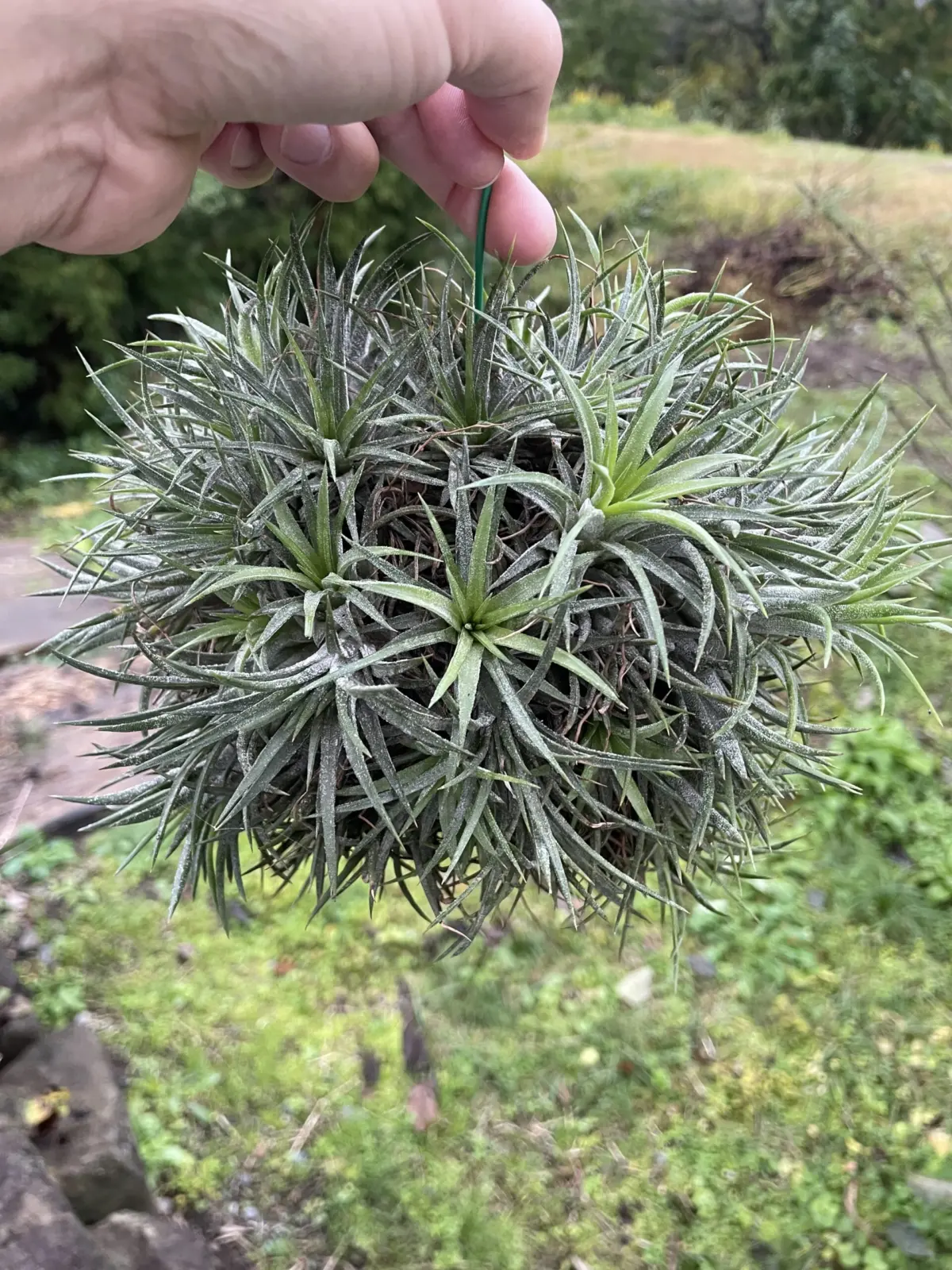 ティランジア　イオナンタ