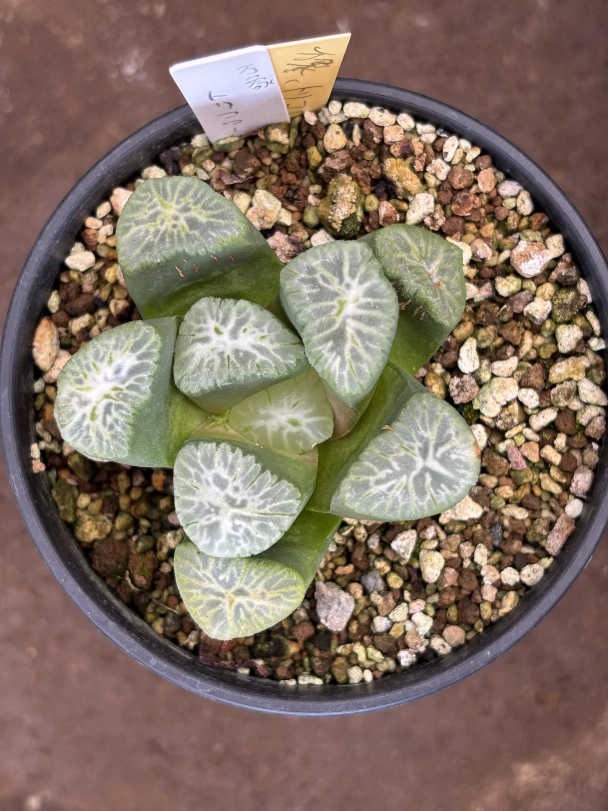 ハオルチア　万象