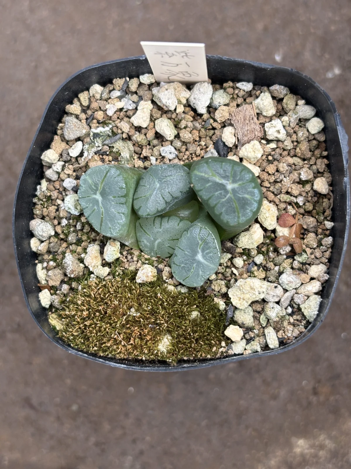 ハオルチア　万象