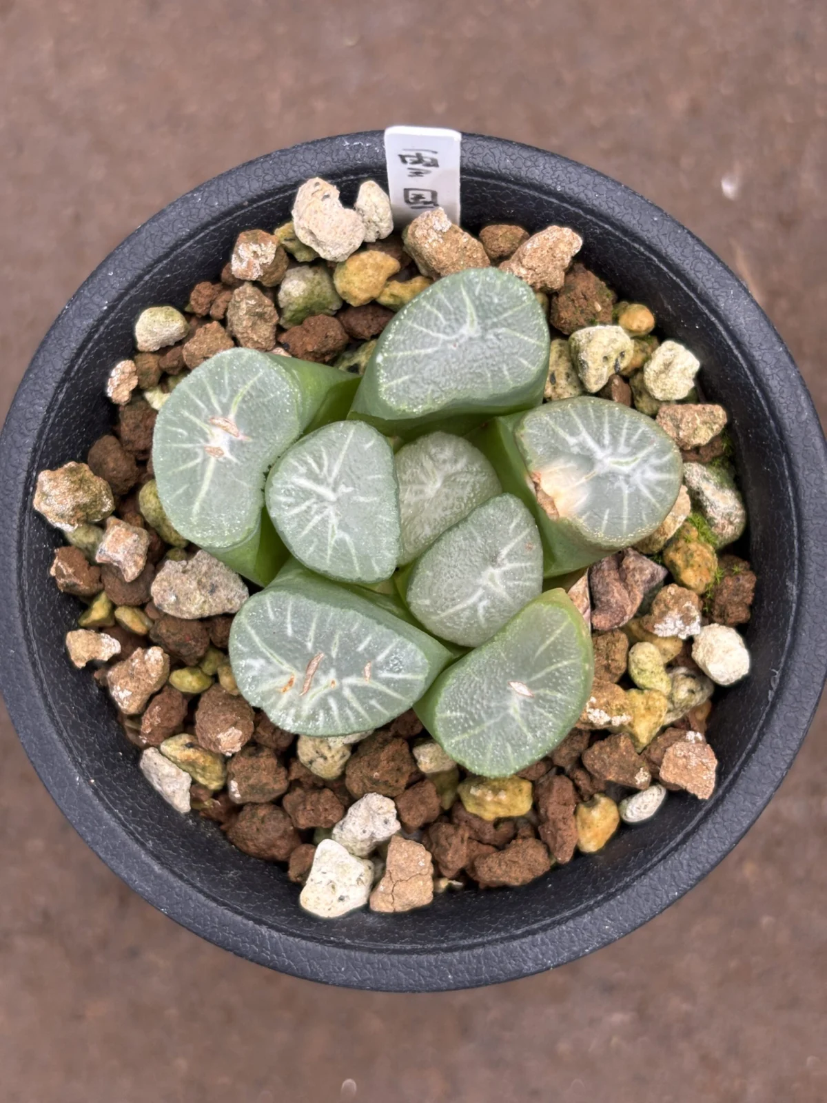 ハオルチア　万象