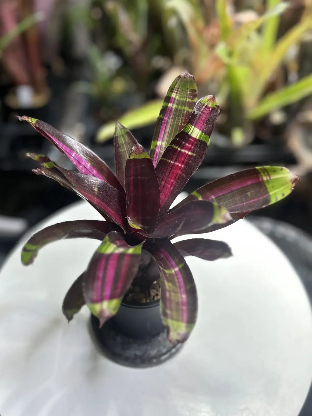 ネオレゲリア　ブーディニー