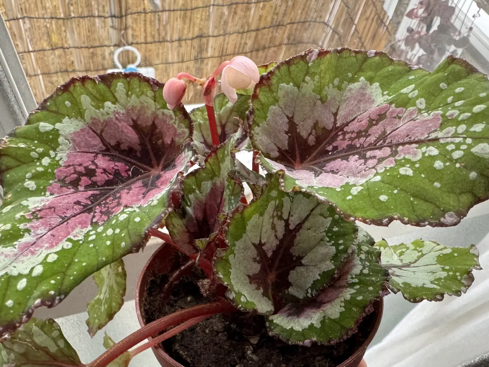 レックスベゴニア