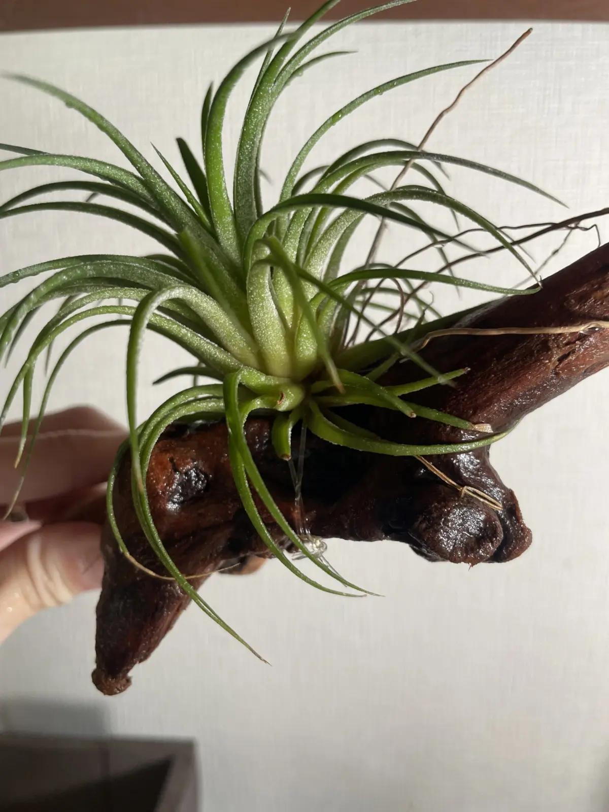 チランジア　イオナンタ白花