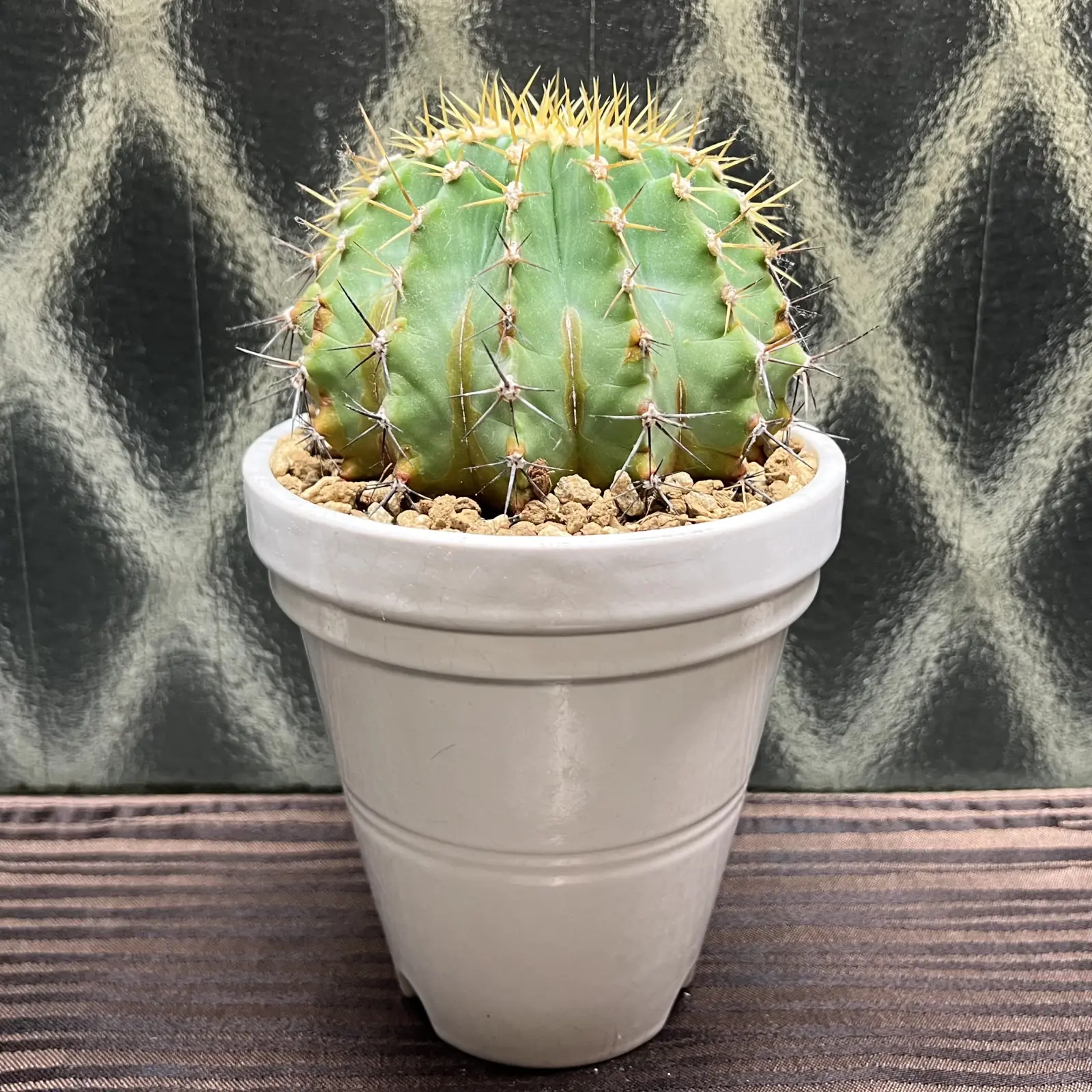 サボテン　フェロカクタス属　黄彩玉(こうさいぎょく)