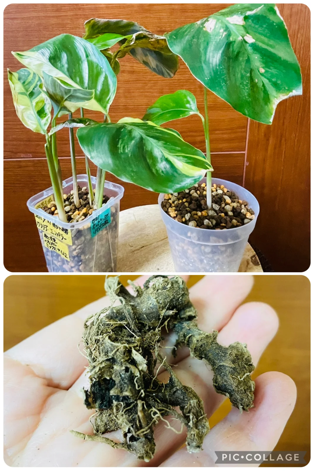カラテア　エンペラー 株分
