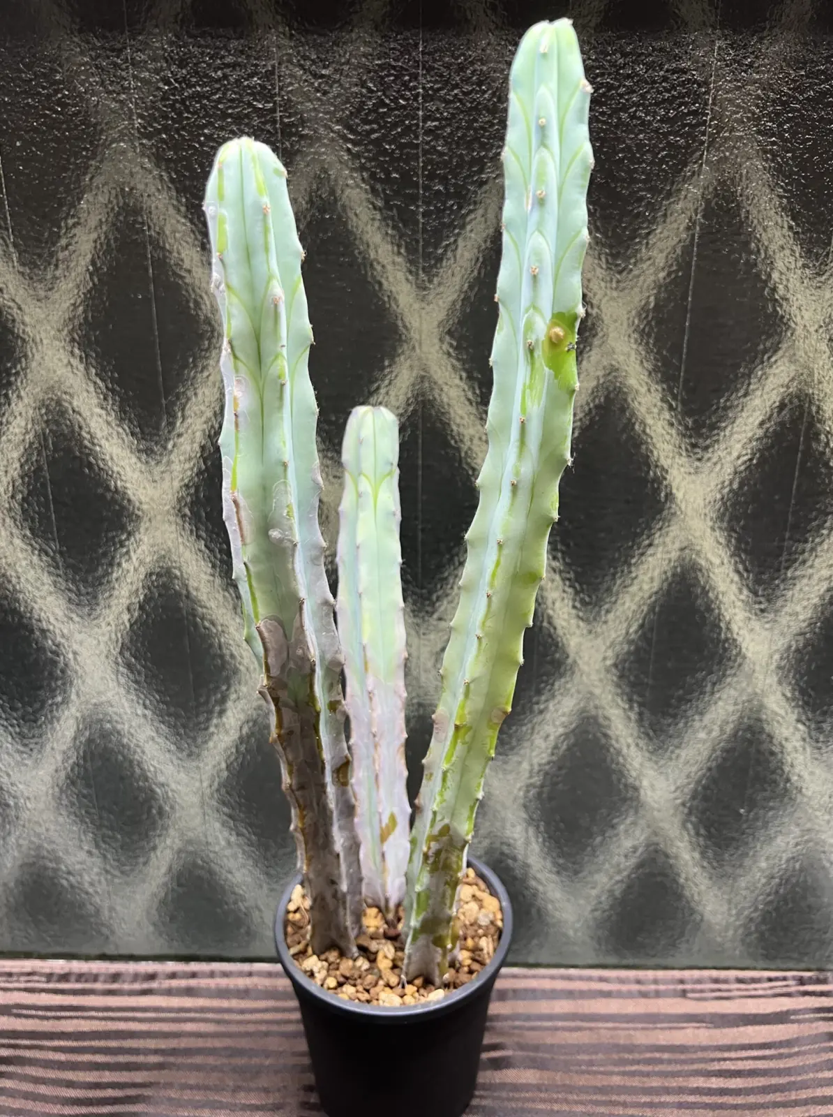 サボテン　柱サボテン　棘無し