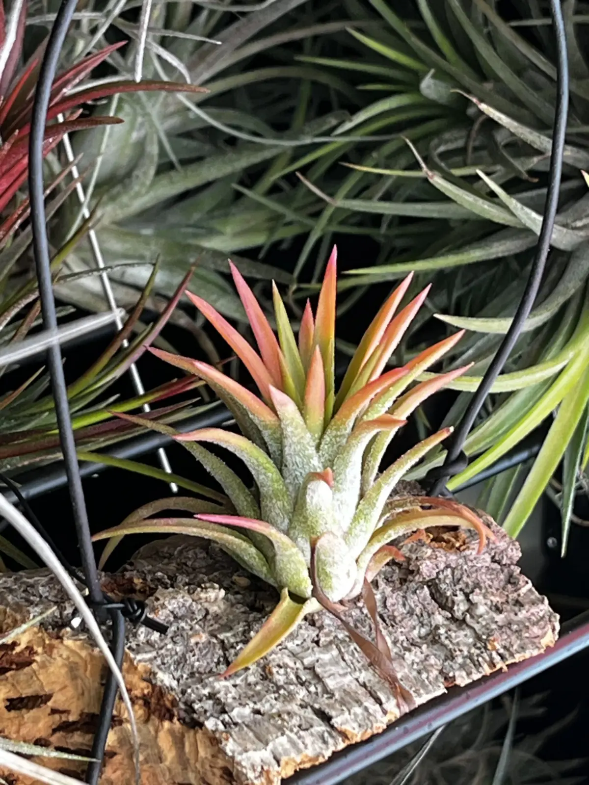 ティランジア　イオナンタ　オールウェイズピンク