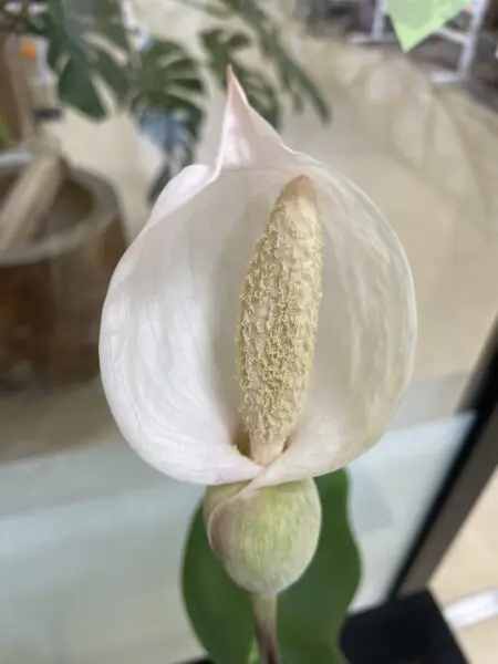 カラジウム　花