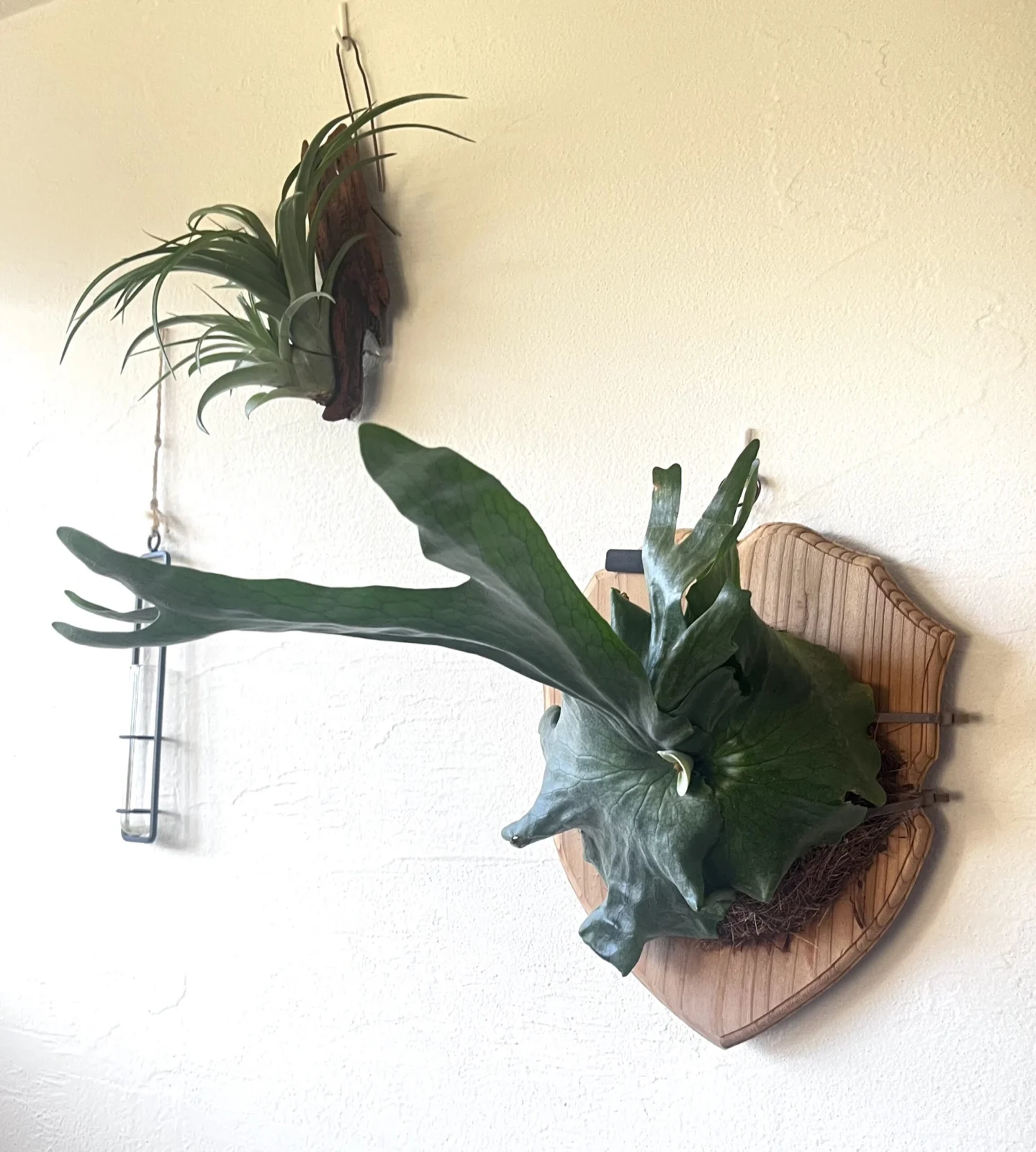 ビカクシダ　ワンダエ　