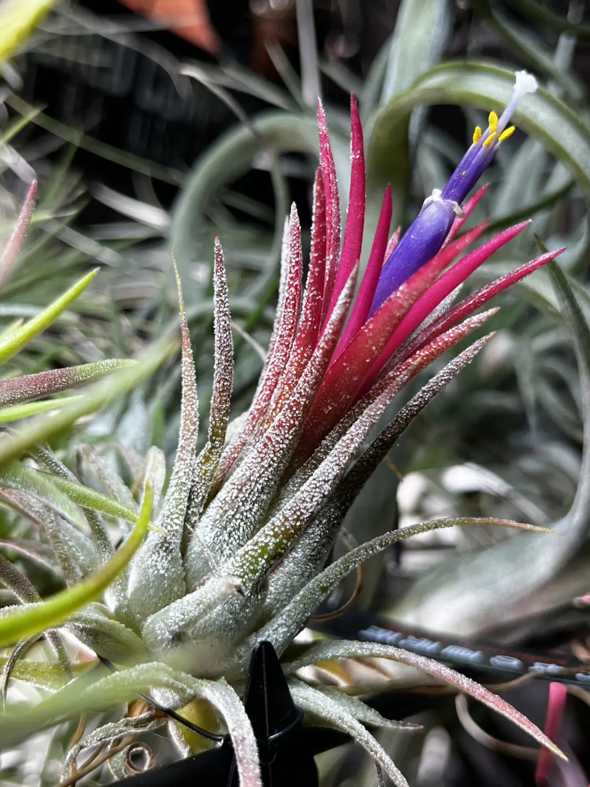 ティランジア　白雪姫