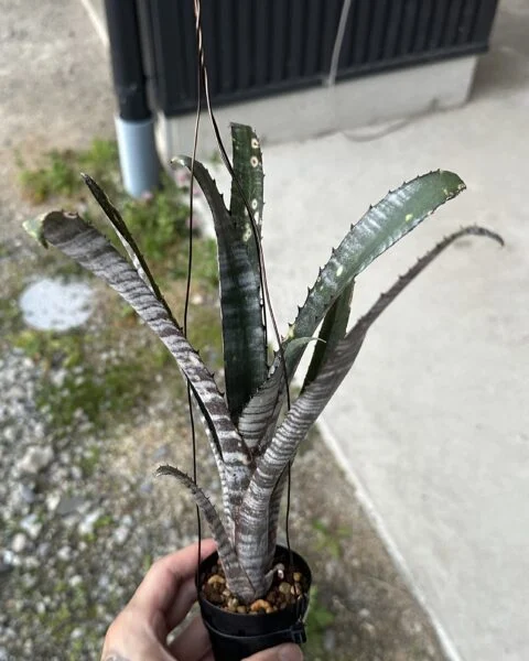 ビルベルギア パイプライン