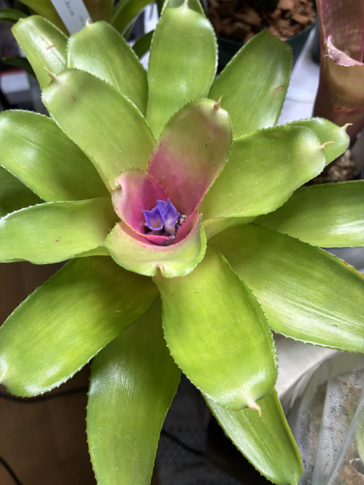 ネオレゲリア　タブラ　ラサ　開花