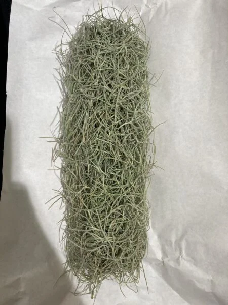 ウスネオイデス　(筒)