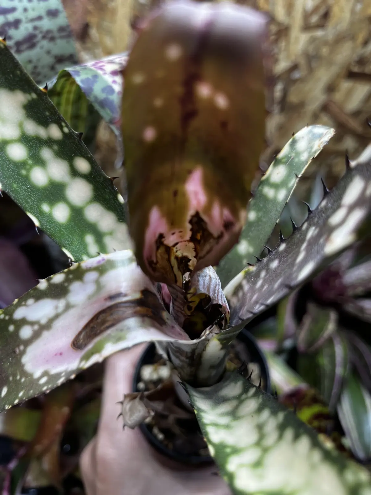 ビルベルギア　カルサイト