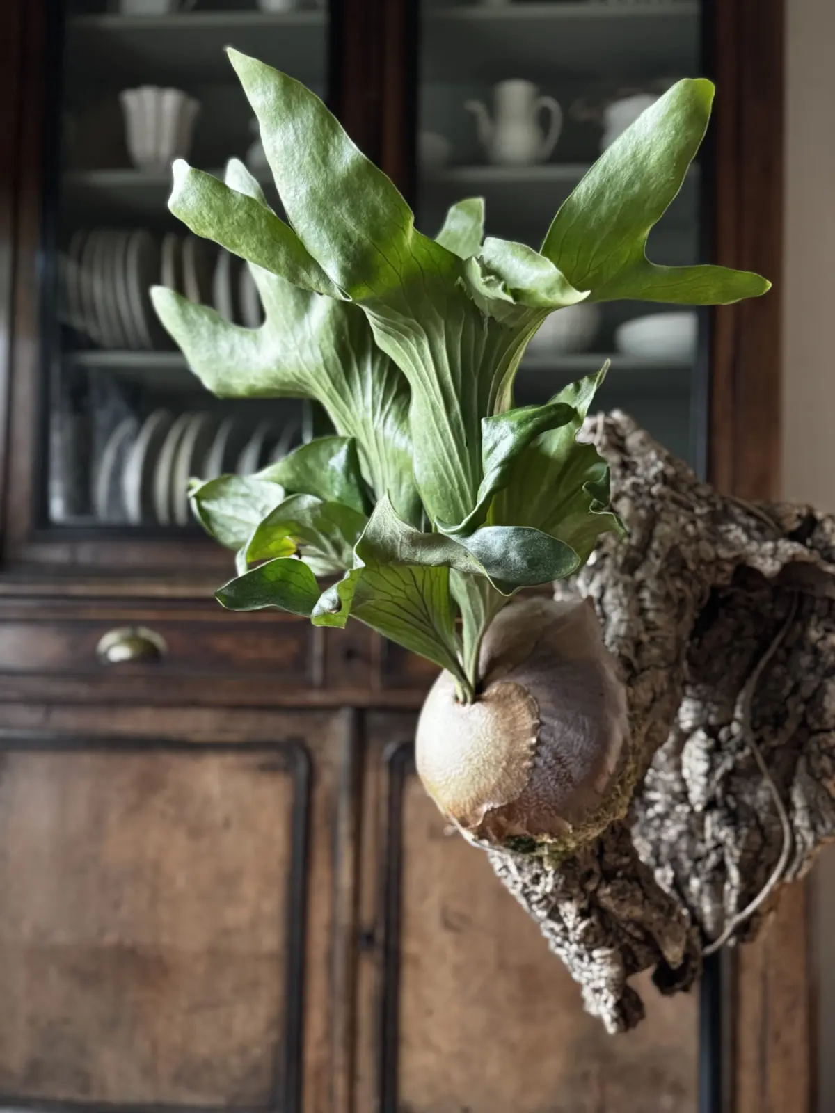 ビカクシダ　ヒリー　ドラゴン　プランプ