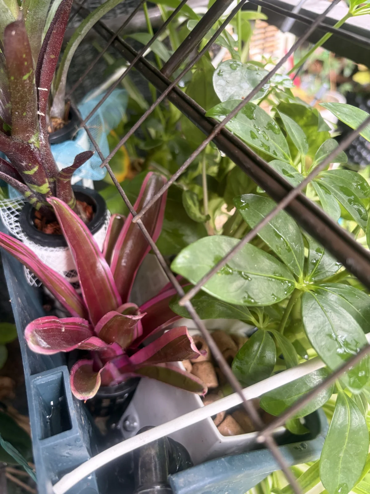 ネオレゲリア ファイヤーボール 及び フラッシュポイント – Plants Navi