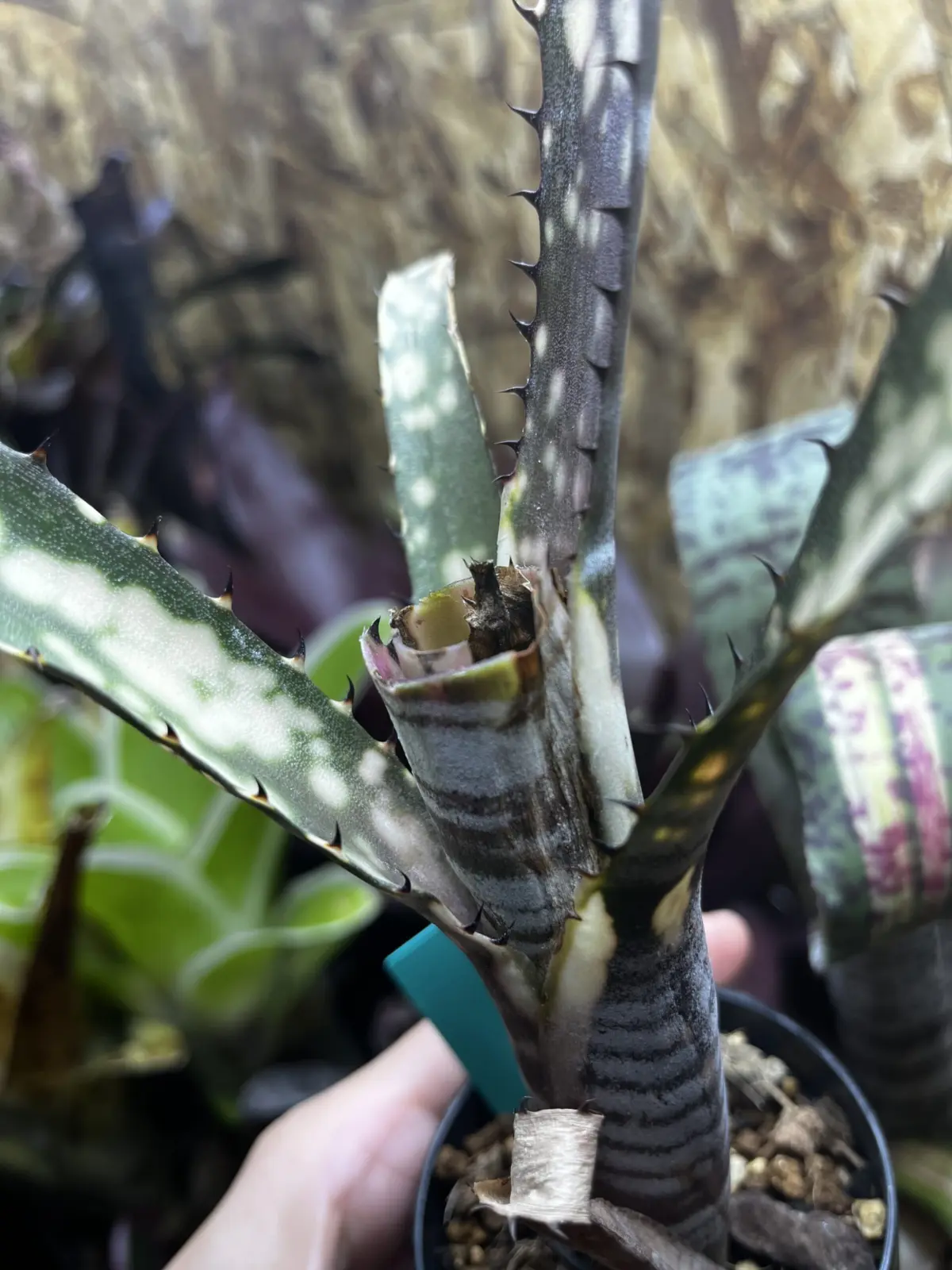 ネオレゲリア　カルサイト　