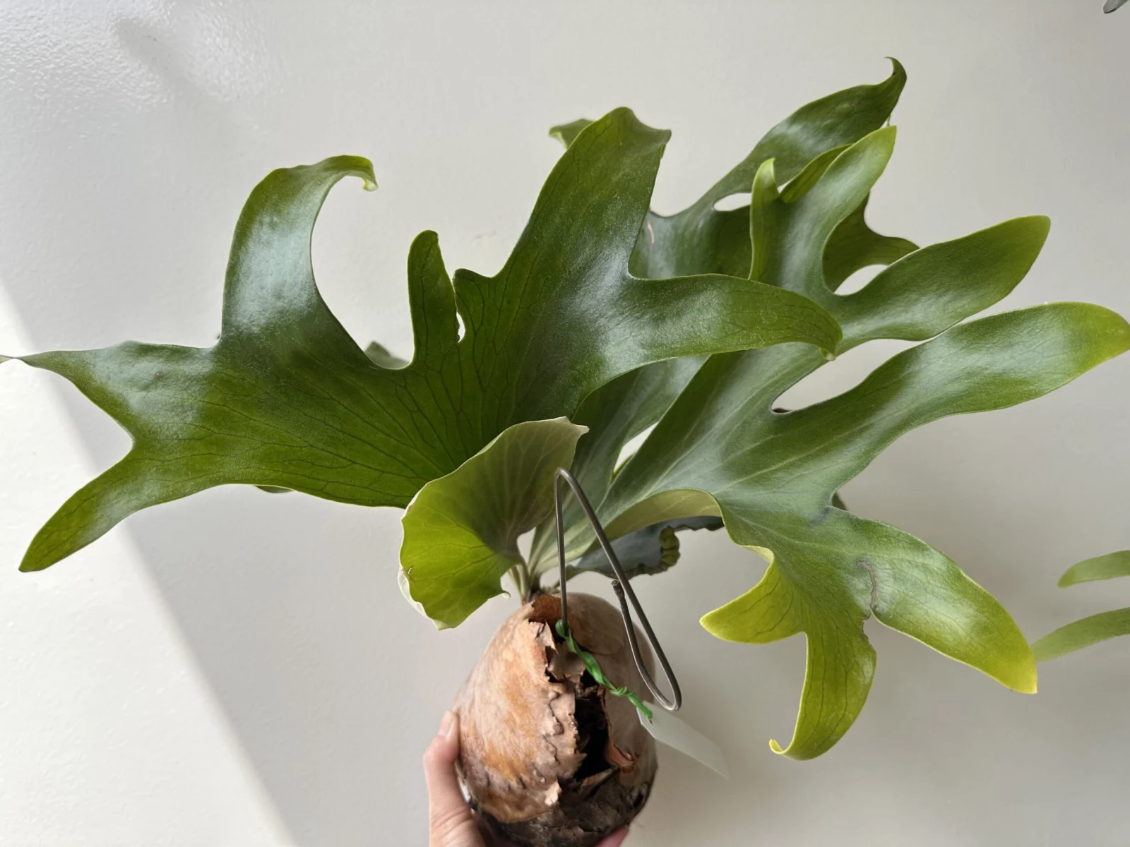 ビカクシダ　広葉×ドルモント　胞子培養