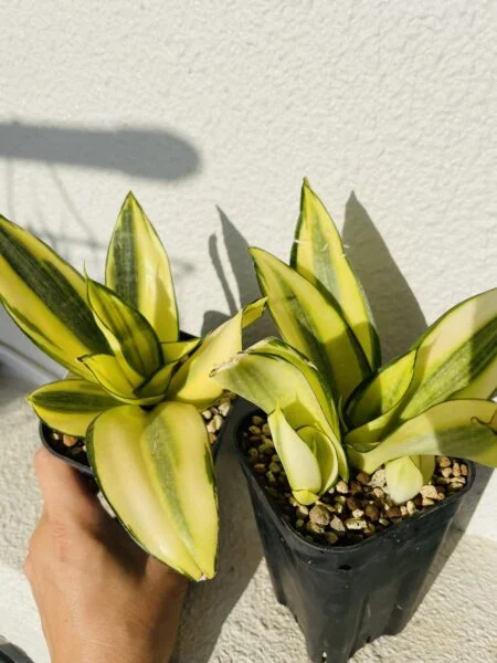 サンセベリア ゴールデンハニー? 100均