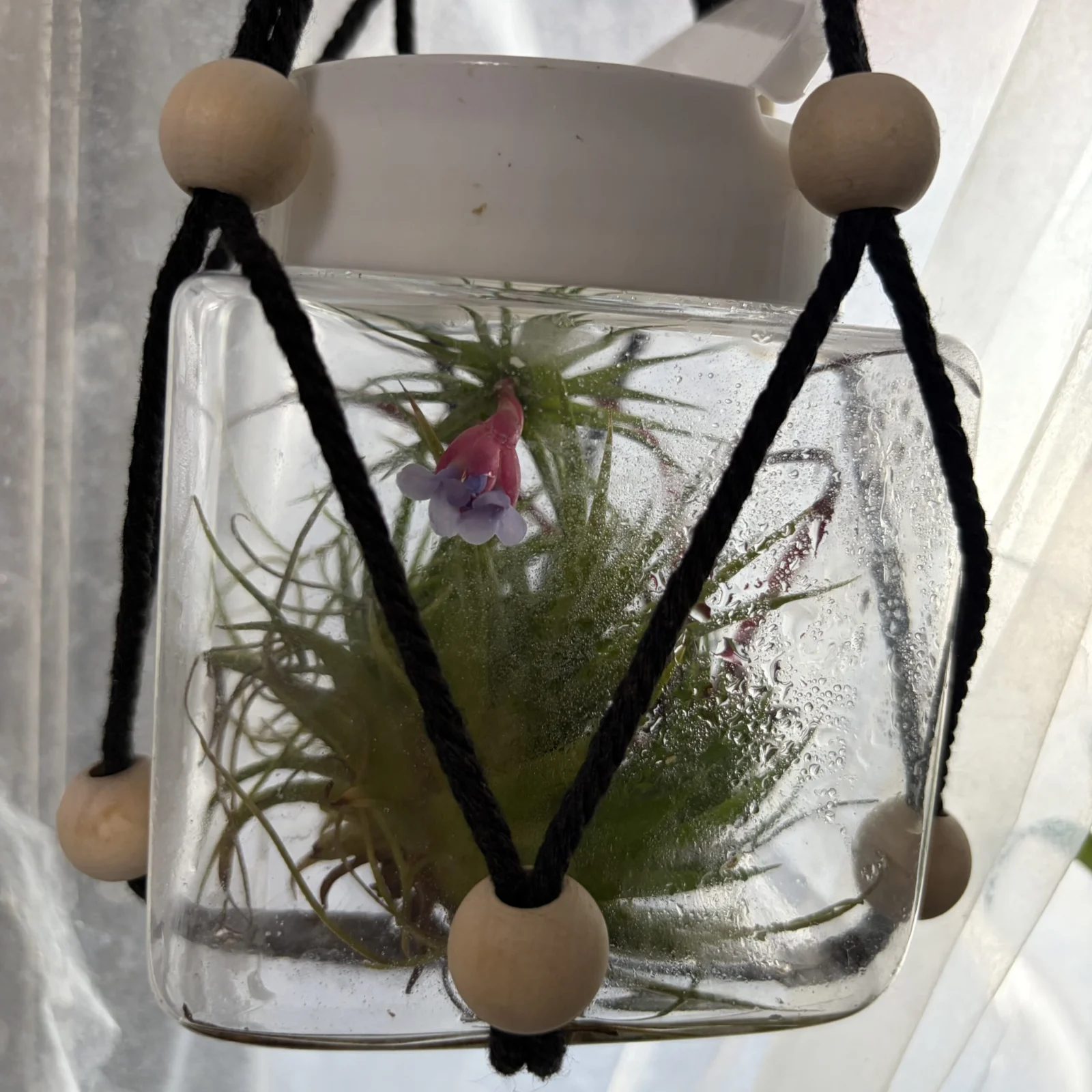 ティランジア 般若のお片付け箱　花