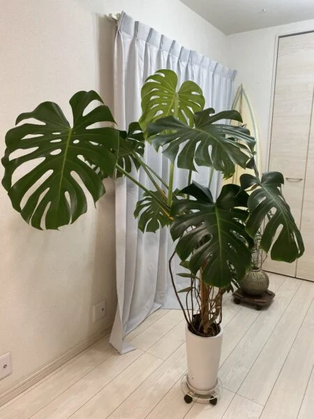 モンステラ デリシオーサ