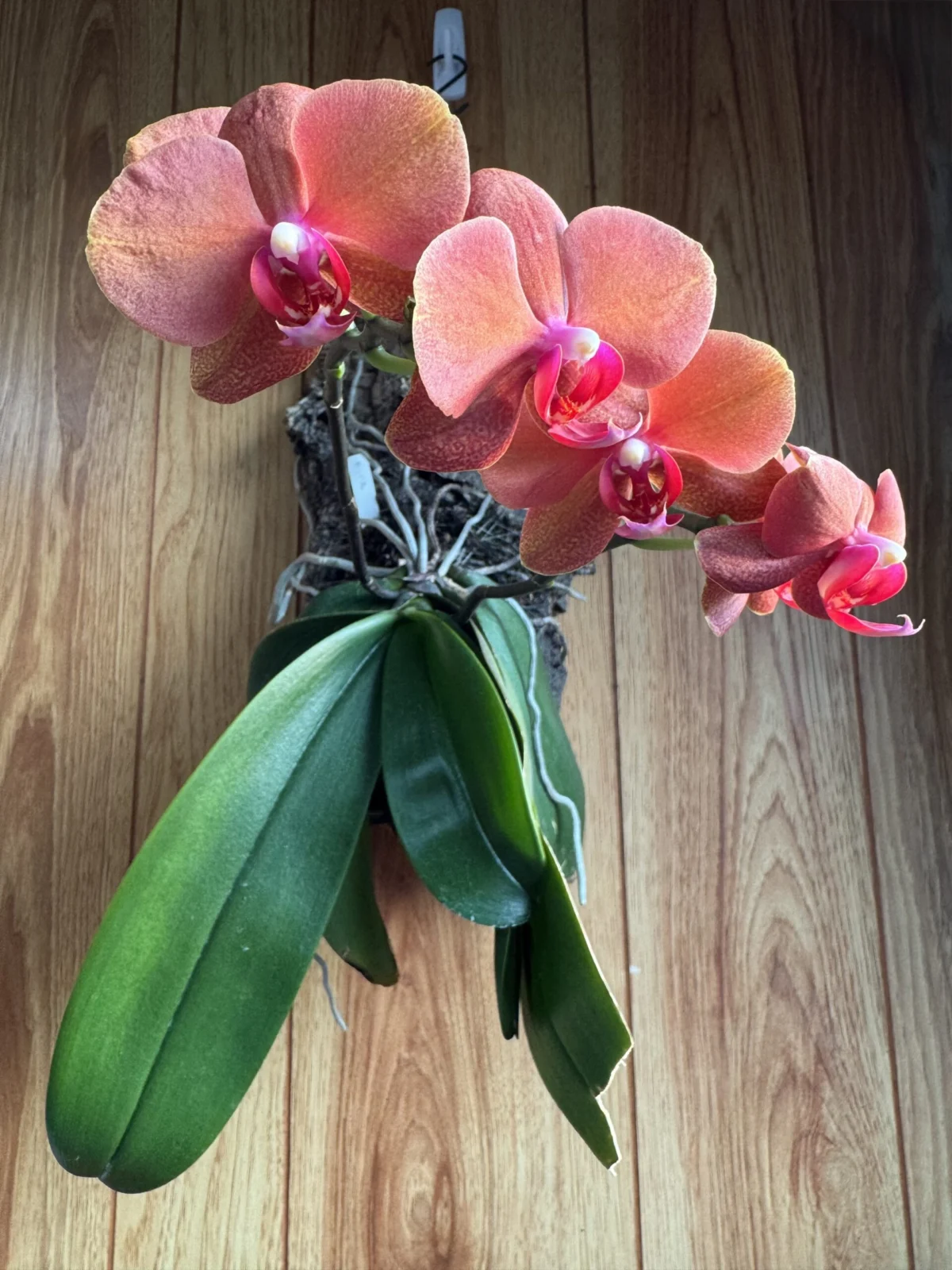 胡蝶蘭　ファレノプシス　札落ち