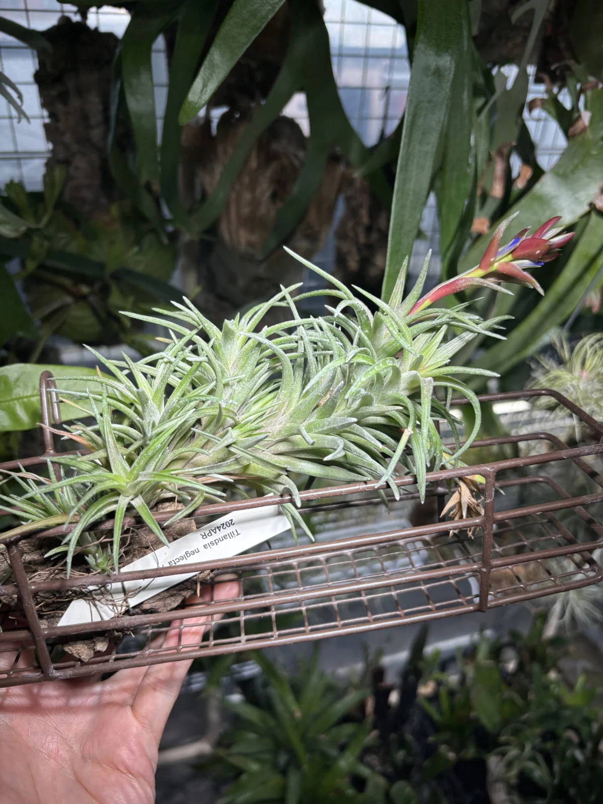 ティランジア　ネグレクタ　ルブラ