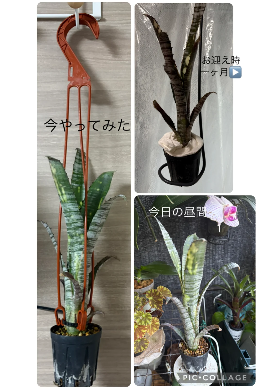 ビルベルギア　パイプライン　吊ってみた