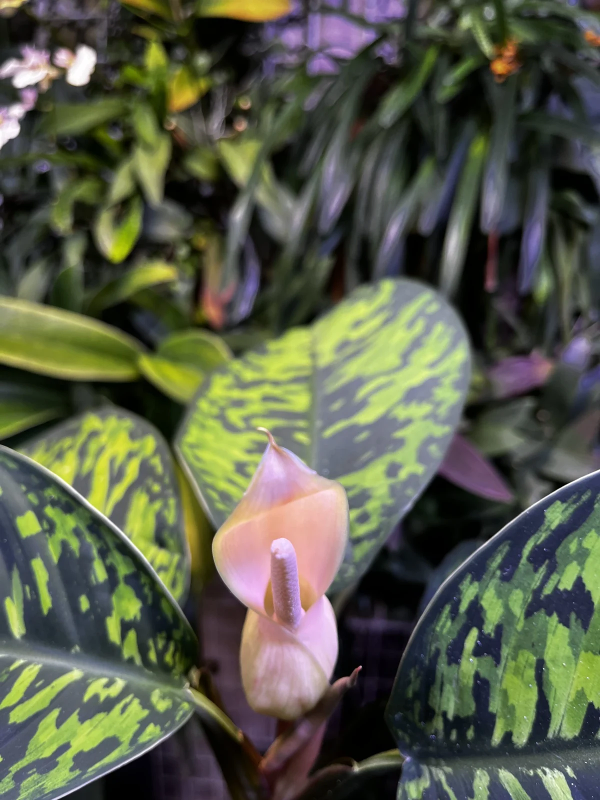 アデロメナ　ワリシー　カモフラージュ　花