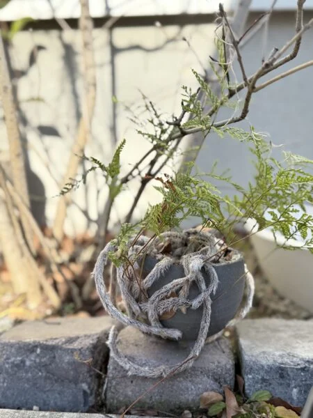 トキワシノブ