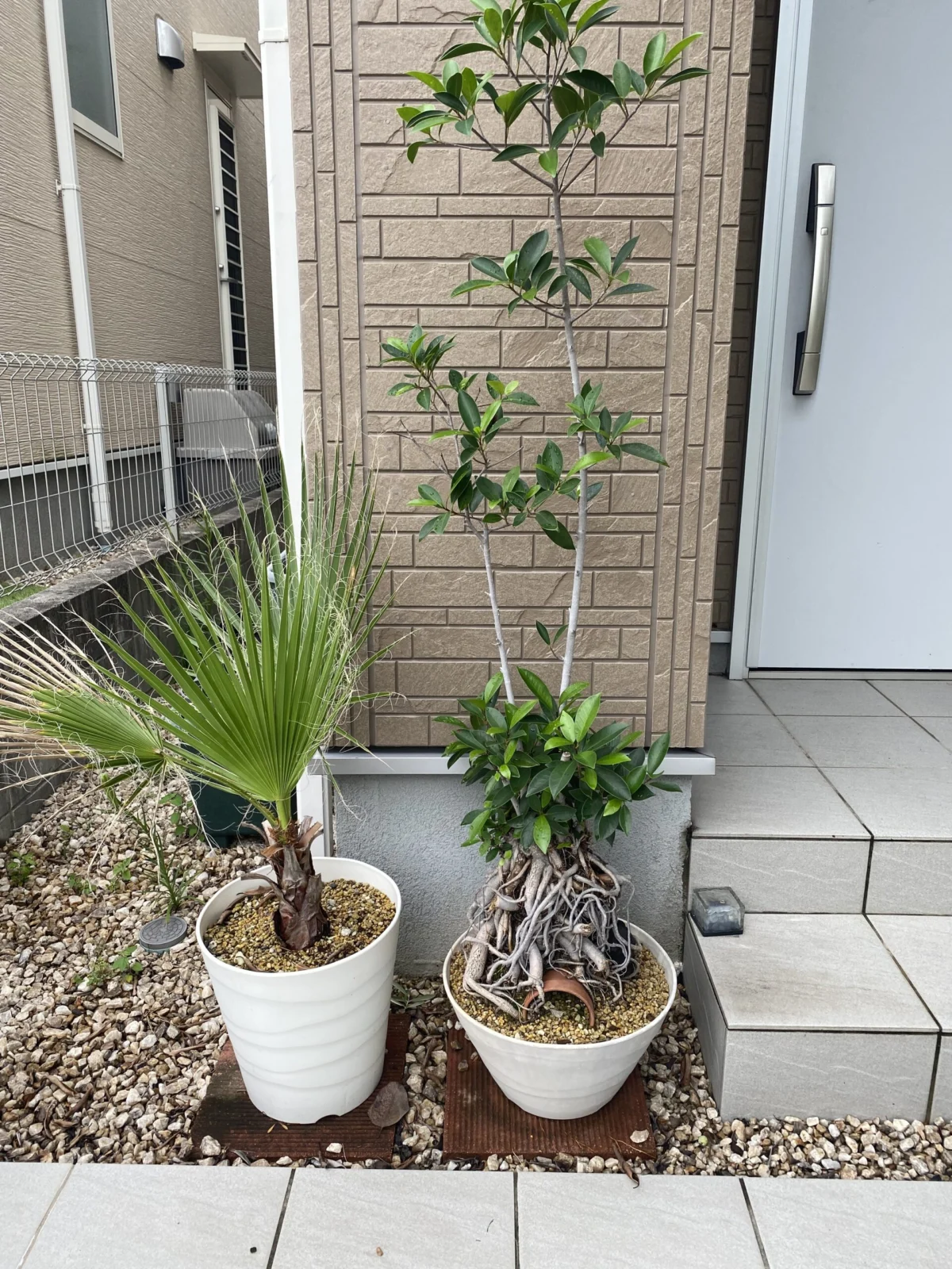 ガジュマル