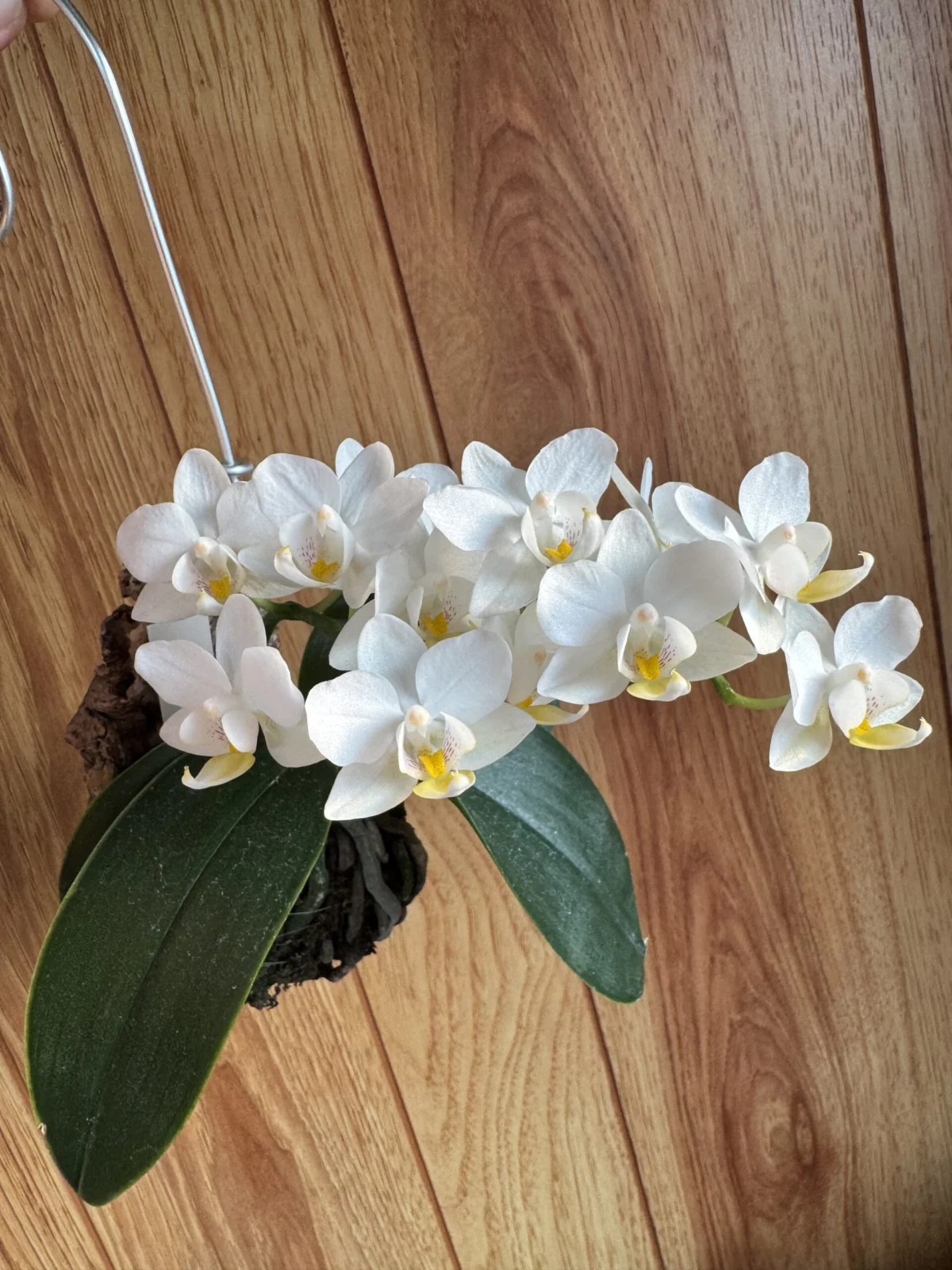 胡蝶蘭　ファレノプシス　ナザレ　（B品）